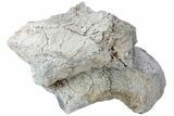 Fossil Titanothere (Megacerops) Limb Bone End - South Dakota #229051-1